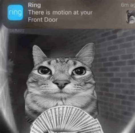 Motion cat meme. Peppermint [stop motion animation meme] - YouTube 