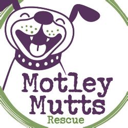 All Motley Mutts Rescue's puppies are spayed or neutered, up to date on vaccines, microchipped, up to date on flea, tick, and heartworm prevention. All adult dogs are also tested for heartworm prior to transport that are older than 6 months. All puppies and adult dogs will have seen a NH vet for a health certificate within 14 days of adoption.. 