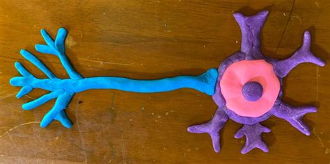 Motor Neurons Part 1 Build a Neuron with Playdough Science Fest