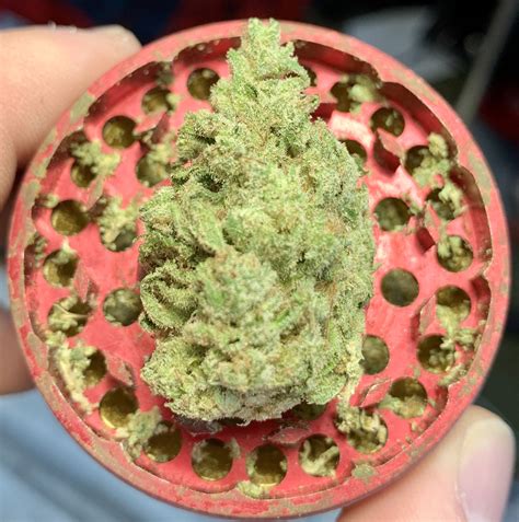 Poddy Mouth by Humboldt Seed Company strain and weed information. Cannabis grow journals, strain reviews by home growers, harvests and trip reports.. 