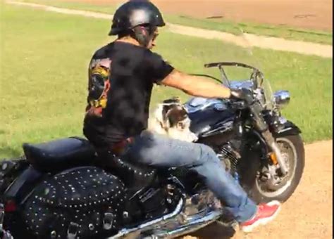 Motorcycle-riding dog survives crash that killed owner