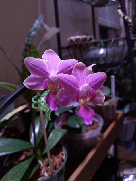 Mottled pink beauty I scored at home depot! : r/orchids - Reddit