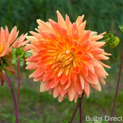 Motto Dahlia - Shop Dahlias Michigan Bulb