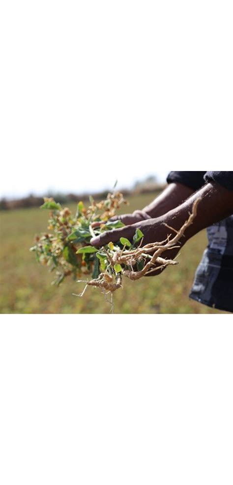 Motverka stress med ashwagandha - Life