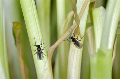 Moucherons dans la maison : qu