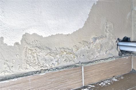 Mould growing on newly plastered wall