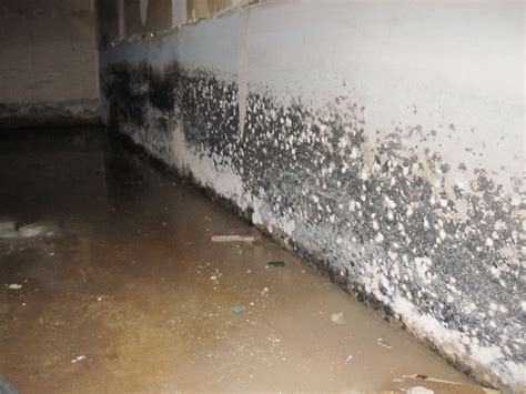 Mould in cellar. Health Risks Associated with White Mold in Basement Environments. All types of mold can cause health problems, though some types are associated with more serious health risks than others. Health problems commonly associated with exposure to white mold include difficulty breathing, asthma attacks, chronic sinus infections, bronchitis, … 