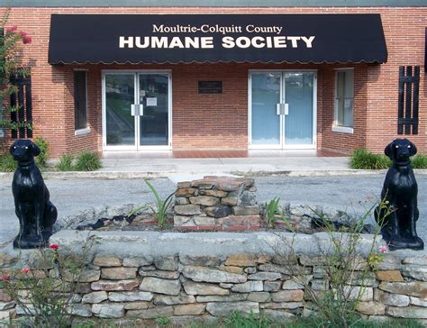 Moultrie-Colquitt County Humane Society director, Courtney Azar, spoke to the Colquitt County Commission at last Tuesday’s meeting. Azar said that they initially had shut down because of parvo .... 