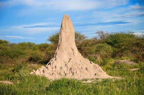 Mound building termites. Mound-building Termites, of course, build mounds, earthen structures that contain complex systems of tubes and tunnels that connect to the colony’s home and garden. Termite mounds can be almost 100 feet around and the most gravity-defying mounds can be up to 25 feet tall. 
