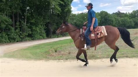 Mount airy horse sale catalog. Mark Visbal, left, a Lorien Mount Airy resident, reaches out to pet Pecan, a Belgain mare, ridden by Bonnie Douglas and led by Shelby Piovoso, head trainer at Gentle Giants Draft Horse Rescue ... 