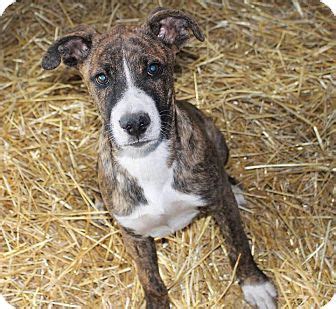Mountain Cur Boxer Mix Puppies