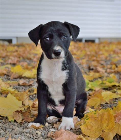 Mountain Cur Dog - Characteristics, Appearance and …