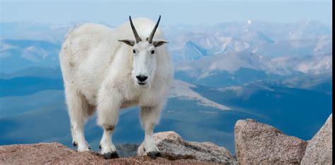 Mountain Goat ~ LinkedIn