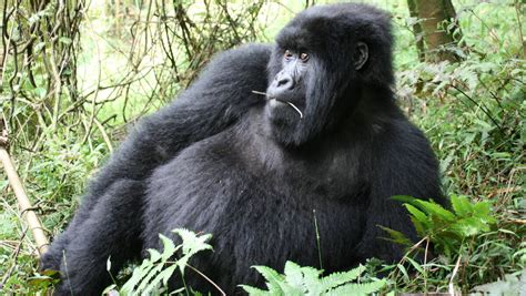 Mountain Gorilla Safari: 5 nights in Rwanda Expert Africa