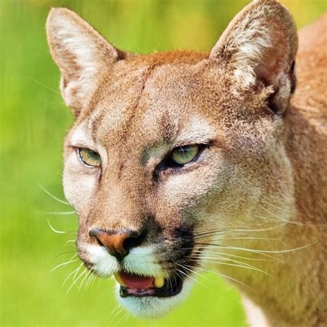 Mountain Lion Mating Call and Cougar "Scream" in …