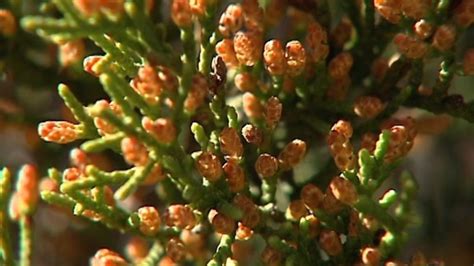 Mountain cedar count in san antonio. Dec 26, 2023 · Now, what locals will need to be mindful of Tuesday morning is the elevated Mountain Cedar levels this week. According to figures on KSAT, San Antonio is experiencing a pollen count high of 7,490 ... 