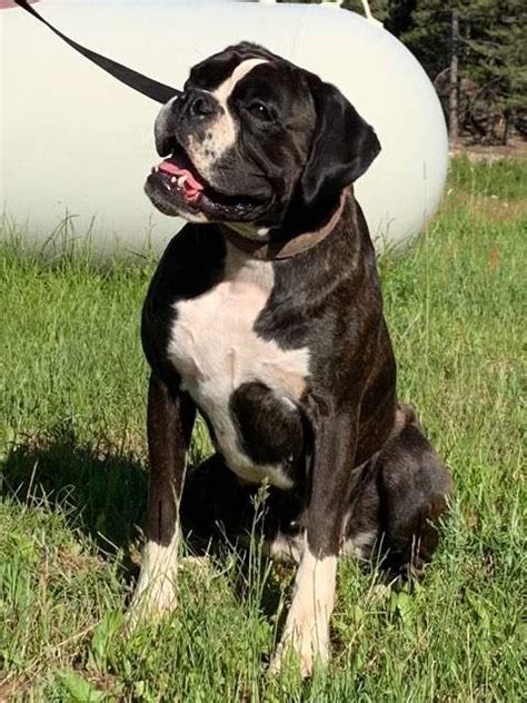 Mountain crest boxers. Caesar is our newest European import...he was born December 17th, 2019 and entered our breeding program in December 2020. Caesar has passed all his health tests, including an OFA heart exam, OFA Thyroid, OFA hips & elbows and he is ARVC & DM negative! 