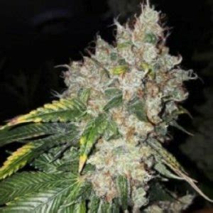  Mountain Gold (R) [LIMITED] GREEN MOUNTAIN SEEDS > MOUNTAIN GOLD (OAXACAN GOLD X HAWAIIAN SATIVA) First bred by Vermontman of Green Mountain Seeds! Genetics from UV laden, clean highland air, rich forest soil of the mountains of Oaxaca to the plush volcanic tropical highlands of Hawaii, to meet and pair in the fertile loam of the Green ... . 