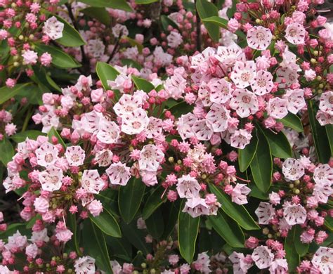 Mountain laurels. Mountain Laurel Beauty and Wonder By Barbara Shepard, Fairfax Master Gardener Ever walked through woodlands in late spring and spied a pretty flowering shrub that looked a bit familiar but you were unable to identify? … 