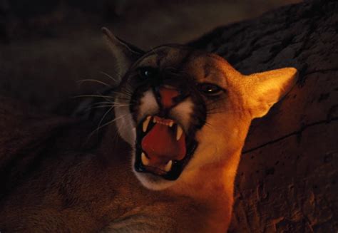 Mountain lion crying. Things To Know About Mountain lion crying. 