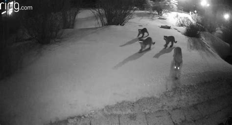 Mountain lion pack caught on video