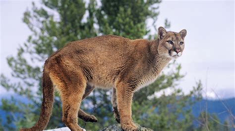 Mountain lion punctures 11-year-old girl's face