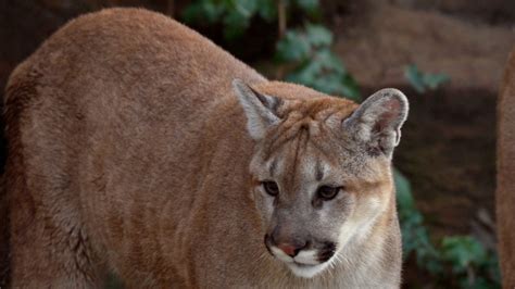 Mountain lion spotted in Menlo Park