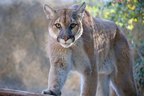 Mountain lion spotted in North Bay