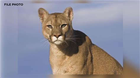 Mountain lion spotted in Rohnert Park