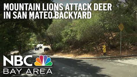 Mountain lion spotted in backyard of San Mateo home