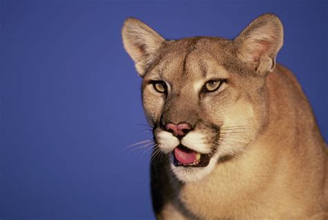 Mountain lion texas. Mountain lions, also called cougars, pumas and Florida panthers, are a wide-ranging, large felid in the western hemisphere. Every U.S. state in … 