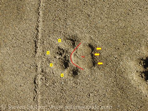 Mountain lion track. Cliff covers how to positively identify lion tracks versus other species. He covers basic rules of thumb (claw placement, pad shape) in addition to several o... 