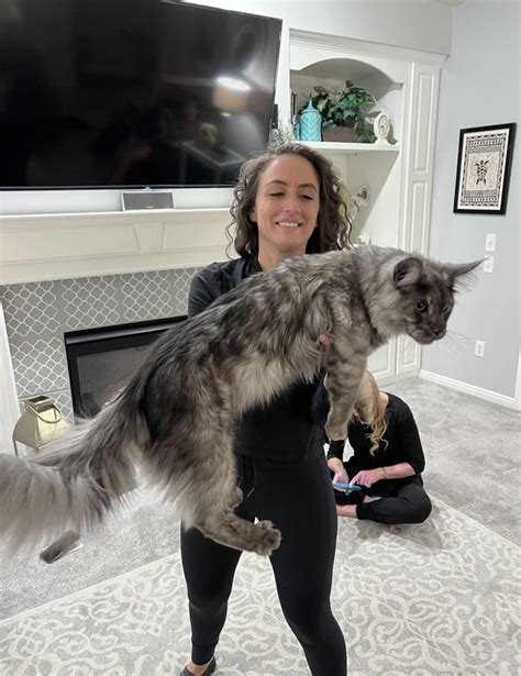 Mountain peak maine coon. King is now 6 momths old. He still has lots of growing to do, and we cant wait to see him in all his adult Maine Coon glory in a few yesrs. In the meantime, let’s enjoy the moment and all his kitten... 