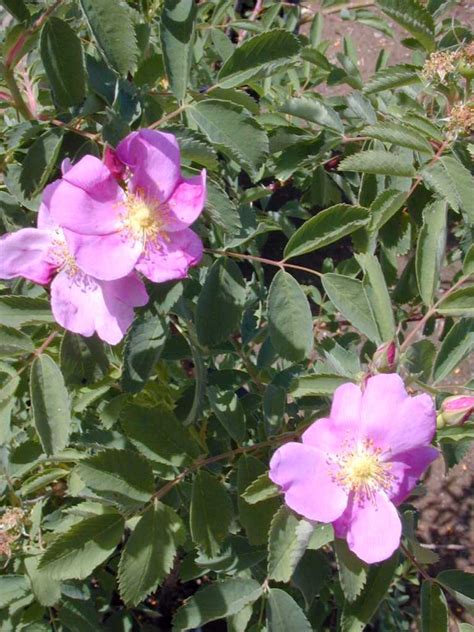 Mountain rose. Things To Know About Mountain rose. 