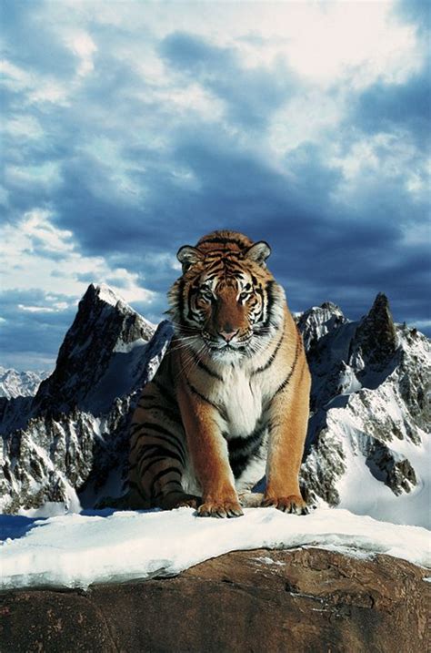 Mountain tiger. Soft Goods About. Origins 