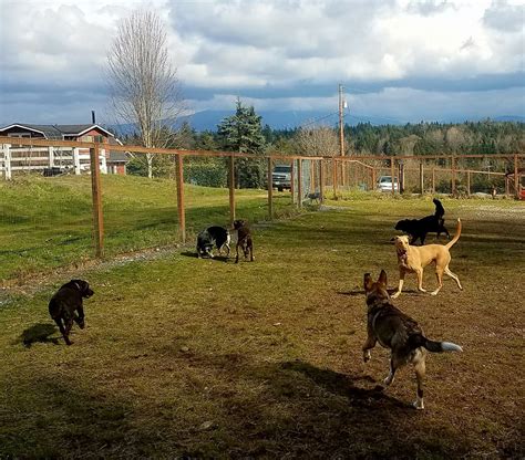 Mountain view dog ranch. Your dog will be staying in three doggy cabins heated, cozy and clean at Paradise Dog Ranch!! ... 4821 Green Mountain Road, Kalama WA 98625 USA | Cell: 360-601-3570 ... 