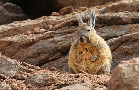 Other articles where mountain viscacha is discussed: viscacha: The three species of mountain viscachas (genus Lagidium) live in the Andes Mountains from central Peru southward to Chile and Argentina, usually at altitudes between 4,000 and 5,000 metres (13,000 and 16,000 feet). They have very long ears and resemble long-tailed rabbits.. 