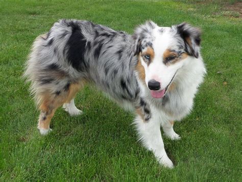 Mountain wrangler aussies. Mountain Wrangler Aussies is a Dog breeder located at 3377 Anchor Ln, Twin Falls, Idaho 83301, US. The business is listed under dog breeder category. It has received 2 reviews with an average rating of 5 stars. Advertisement. 