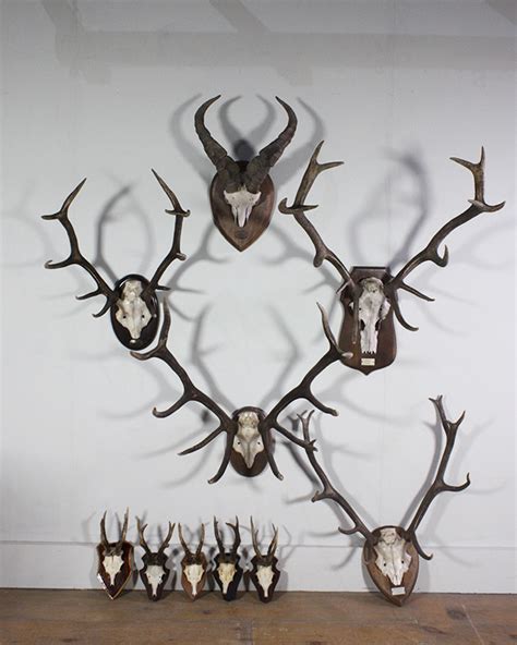 Mounted deer antlers for sale. .  <a href=https://dev.getalpha.net/assets/images/...