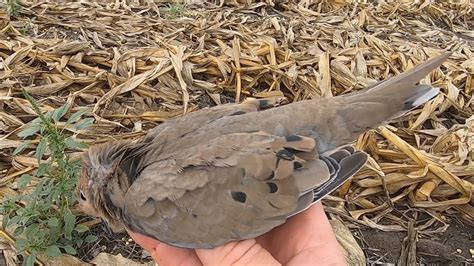 Mourning Dove Hunt with Collard Dove Everywhere! (New from …