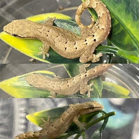 Mourning geckos.  Daydreams - Gentle State.  More Geckos Morph: "M...