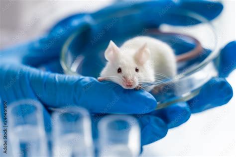 Mouse Lab Image Stock