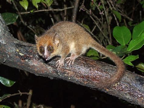 Mouse Lemurs: Tiny and Endangered Primates of Madagascar