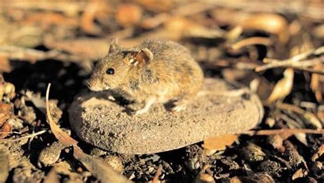 Mouse Matchmakers Bring Native Back From The Brink