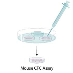 Mouse Methylcellulose Complete Media HSC007: R&D Systems