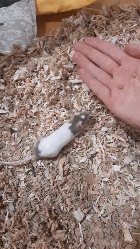 Mouse chirping? : r/PetMice - Reddit