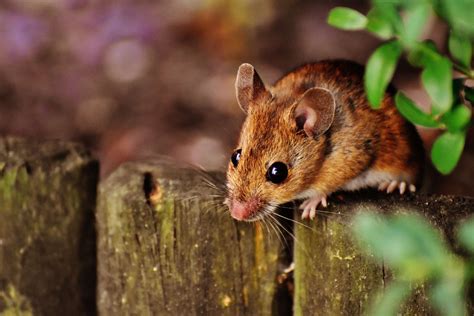 Browse Getty Images’ premium collection of high-quality, authentic Cute Mouse stock photos, royalty-free images, and pictures. Cute Mouse stock photos are available in a variety of sizes and formats to fit your needs.. 
