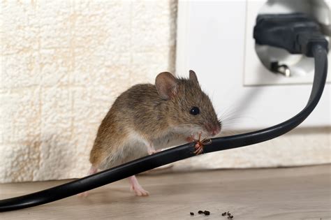 Mouse in house. Step 2: Seal all entry points. Mice are excellent at squeezing into small spaces—even openings that are just 1/4 inch in size. Rodent-proofing your home will keep any new mice from entering. Eliminate access points like cracks in the foundation and wall openings, especially where utility pipes penetrate walls. 