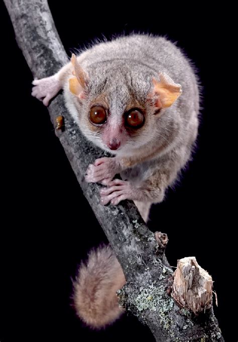 Mouse lemur. Mouse lemurs are categorized as prosimian primates.  Feb 11, 2009 ·...