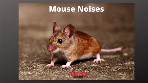 Mouse noises. Mice infestations can be a real headache for homeowners. These tiny rodents are known to cause damage to property, spread diseases, and contaminate food sources. As such, it’s impo... 